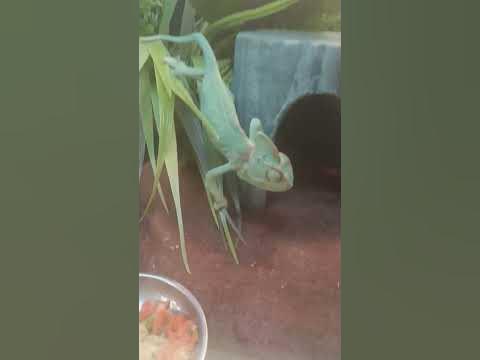 Veiled chameleon at PetSmart - YouTube