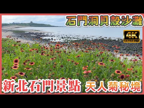 2023 新北石門景點分享 I 石門風箏旁的天人菊花海秘境 I 石門洞的貝殼沙灘及潮間帶豐富的生態 I 石門天人菊花海怎麼去? 公車要怎麼搭?