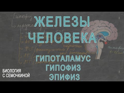 Железы человека: гипоталамус, гипофиз, эпифиз