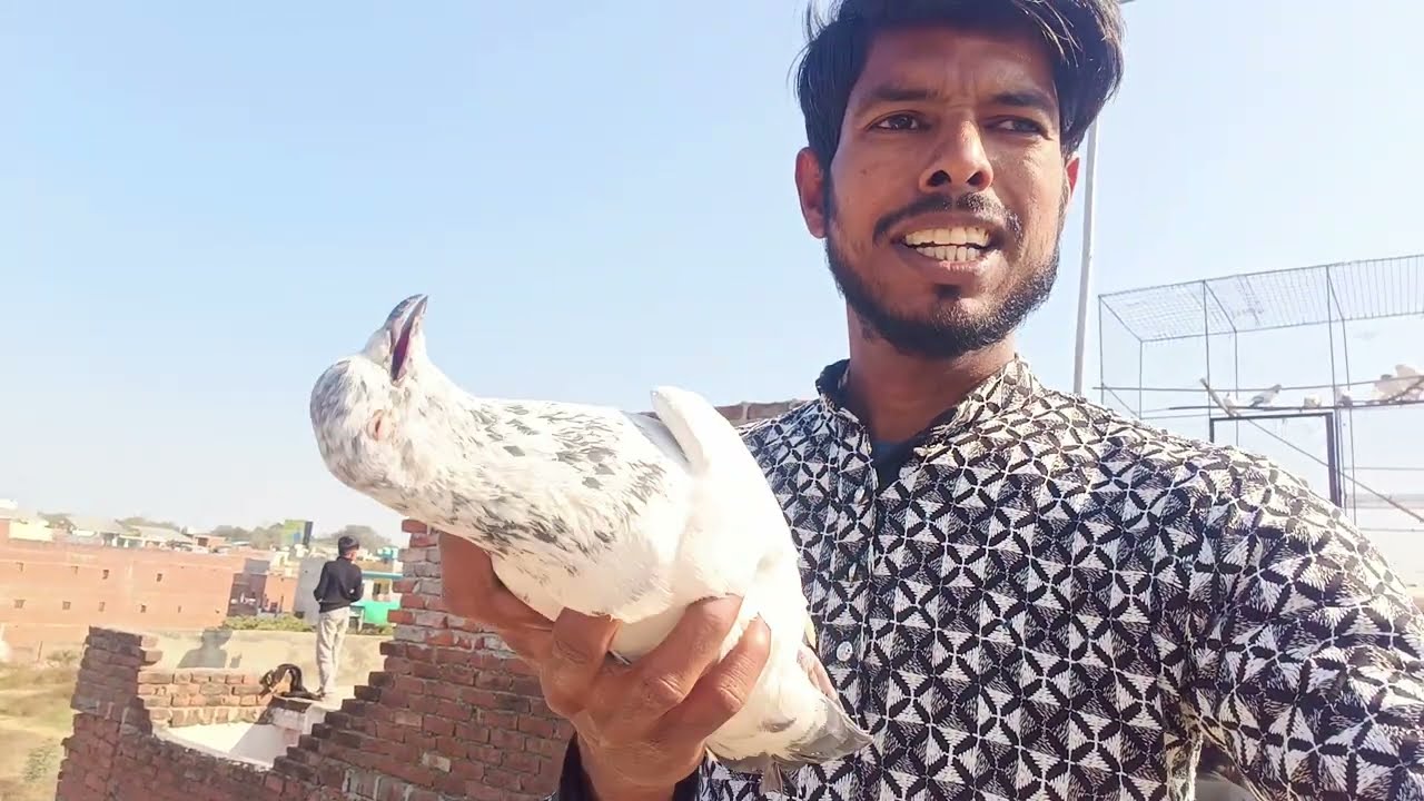 Taj Vs Tiger ki Patang Bazi ka Match 🪁🔥