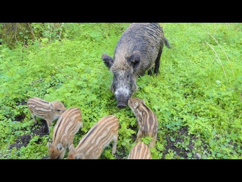 Дикая кабаниха Маня с дитями. Wild Boar