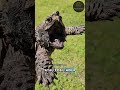 Monster Lambat Pemangsa Kilat Alligator Snapping Turtle | The Slowest Predator with the Fastest Snap