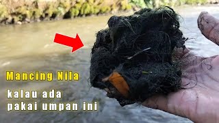 Cara Mencari Lumut Batu Untuk Mancing Nila || Dijamin Pasti Nemu..!