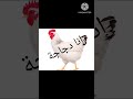أغنية أنا دجاجة 