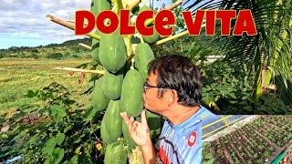 Malapit Na Matikman Ang Pinaghirapan Konting Panahon Na Lang At May Mahihinog Na