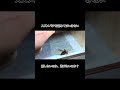 スズメバチを舐めてはいけない #shorts