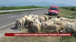 KARROCAT ME KUAJ DHE BAGËTITË PËRGJATË RRUGËS SË VELIPOJËS