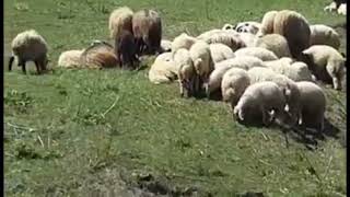 Muhlis Ekinci Ile Bizim Köyler. Yaylalar Köyü Mikelis Mahallesi Balta Yaylası 13.5.2017 .