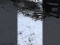 Wildschwein Frischlinge Ausgebüchst