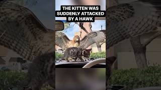 Baby Kitten Attacked By Giant Hawk🦅 😳