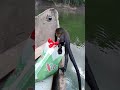 Man on Boat Saves Monkey Struggling in River - 1497311