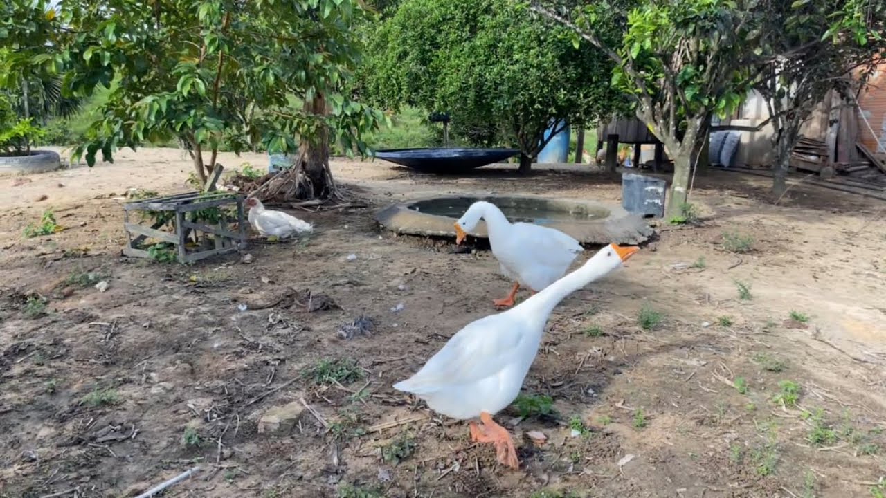 NOSSO PARAÍSO, MOSTRANDO UM POUCO DAS AVES, E ESSE LUGAR INCRÍVEL 
