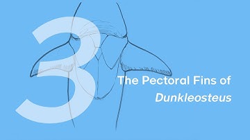 Zaha the Dunkleosteus 3: The Pectoral Fins | Learn to Draw Marine Animals with ZHAO Chuang