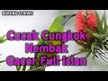 Suara Kicauan Burung Cucak Cungkok Nembak Istimewa Gacor Untuk Masteran Full Isian Mp3 - Mp4 Download