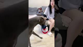 Guys Can Anyone Relate dog funny pets funnygirls dogs 30