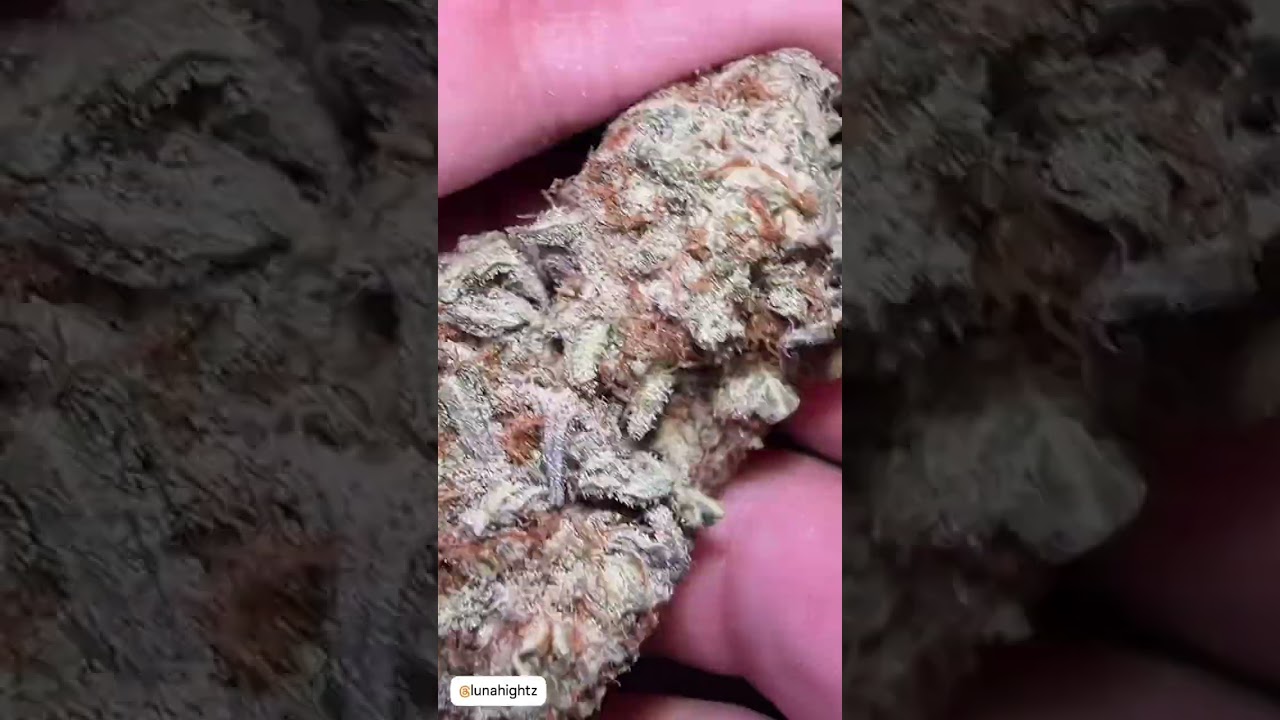 Sour Banana Sherbet - Luna Hightz