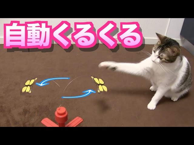 自動くるくる蝶々】ひとり遊びするのか？【楽しくかわいい】 - YouTube