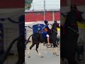 Bhujhangi Singh’s Horse Riding 🐎