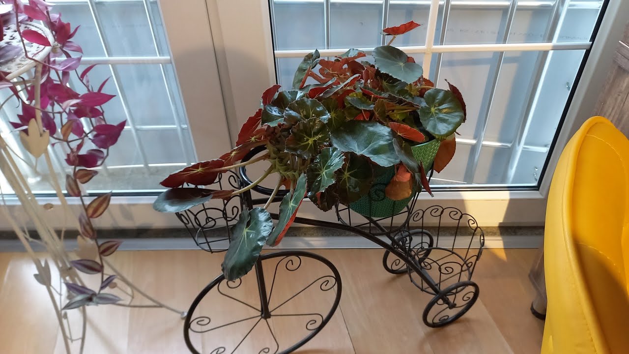 A101,MIGROS PASA CADIRI,REX BEGONYA,MIGROS KARISIK CEKIM