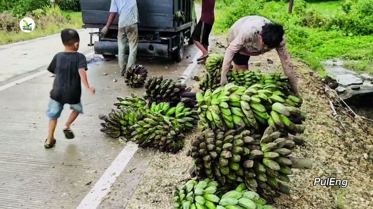 Suasana Pengangkutan Pisang Kepok Pulau Enggano 