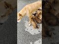 "POV: A Mother’s Love 🥹🐕 Watch Her Feed Her Hungry Little Pups!"