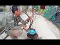 (Đx))M58 gl cây đào bánh xe 550k LH 0707713796 Khương bonsai 
