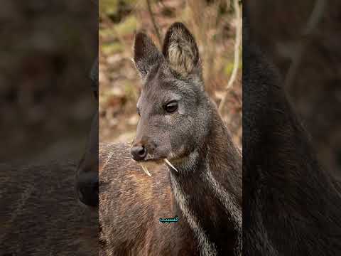 ما هو مصدر المسك