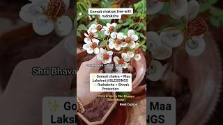 Gomati chakra tree with Rudraksh dm to book YOURS 9820115982