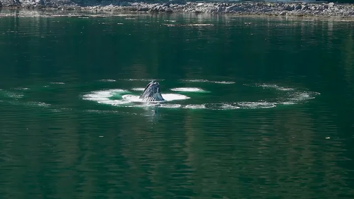 Perfect Circle of Bubble Nets Plus Orca Pod | Alas...