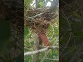 sarang burung cendet asli Kalimantan Utara#kaltara