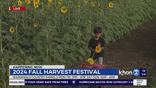 Fall harvest season kicks off at Waimanalo Country Farms