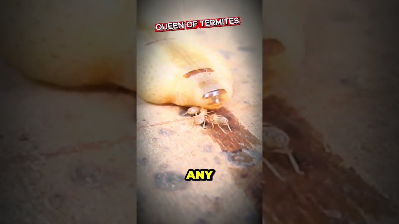 Жизнь королевы термитов (50 лет!) 