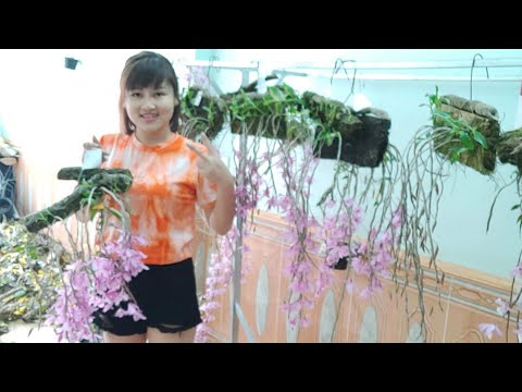 Video KIM ĐIỆP NHỰA, TRẦM RỒNG ĐỎ, GIẢ HẠC VẠCH VIỀN... - youtube