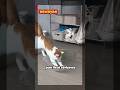 Kucing ini nemuin wahana baru di rumah #KucingLucu #CatSlide #FunnyCat #PetMoments #youtubeshorts