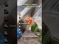 Ranking Best Animal Moments #shorts