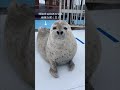 換毛が終わったアザラシ#アザラシシーパラダイス #かわいい #seal #hokkaido #癒し #animals #ゴマフアザラシ