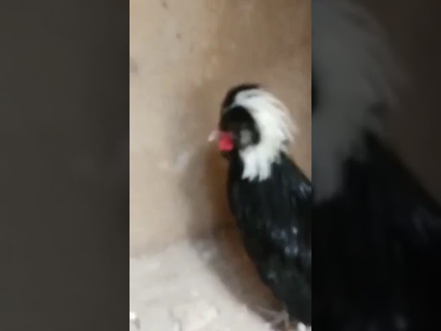 Amiable Polish Rooster