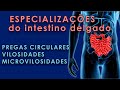 Entenda a importância das especializações do intestino delgado