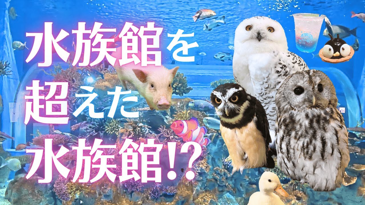 【沖縄新スポット】水の上を歩く!?DMMかりゆし水族館でマイクロブタ&フクロウに癒されましたw|Okinawa Aquarium