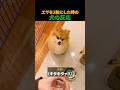 エサを2粒にした時の犬の反応