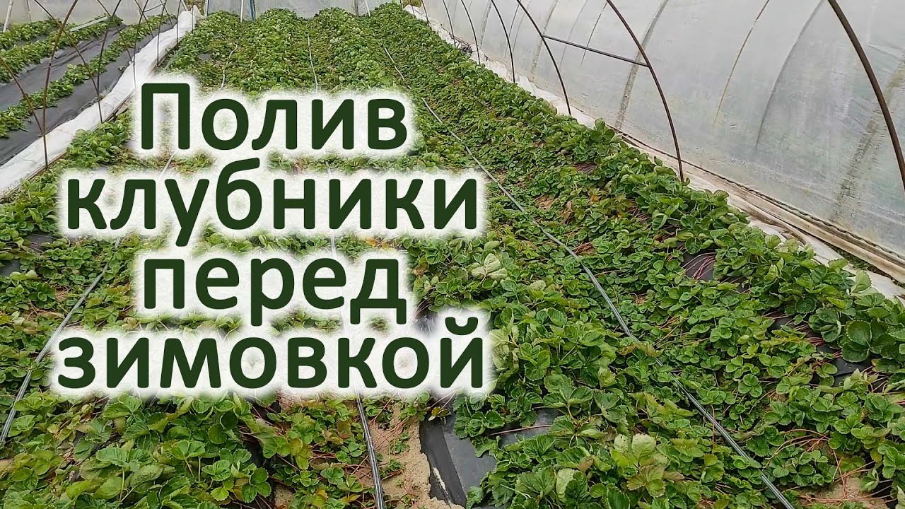 Полив клубники перед зимовкой. 25 октября 2024