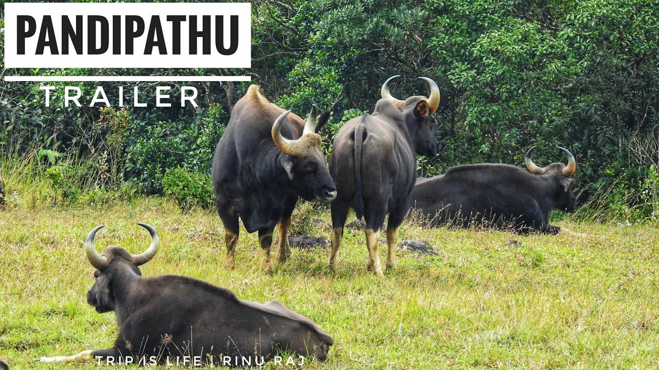 Pandipathu Trivandrum Trailer