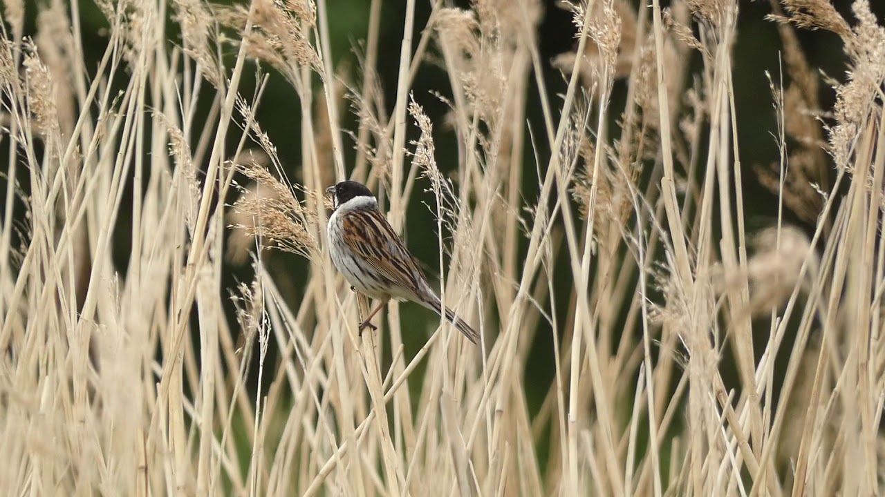 Reed bunting-28/05/20 