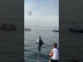 Baby whale breaches in front of boat 🤩🐋                   🎥: Randi Spiker via ViralHog