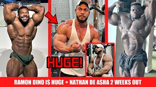 Ramon Dino Looks HUGE + Nathan Vs Blessing 2 Weeks Out + More Master's Olympia Updates