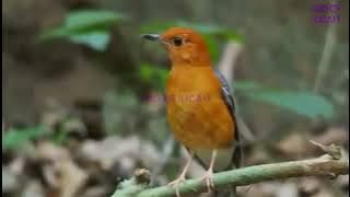 Burung Anis Merah di Alam Liar | Anis Merah/Punglor Abang