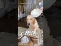 温泉を満喫するゴールデンレトリバー　#ゴールデンレトリバー #大型犬　#温泉　#犬のいる暮らし