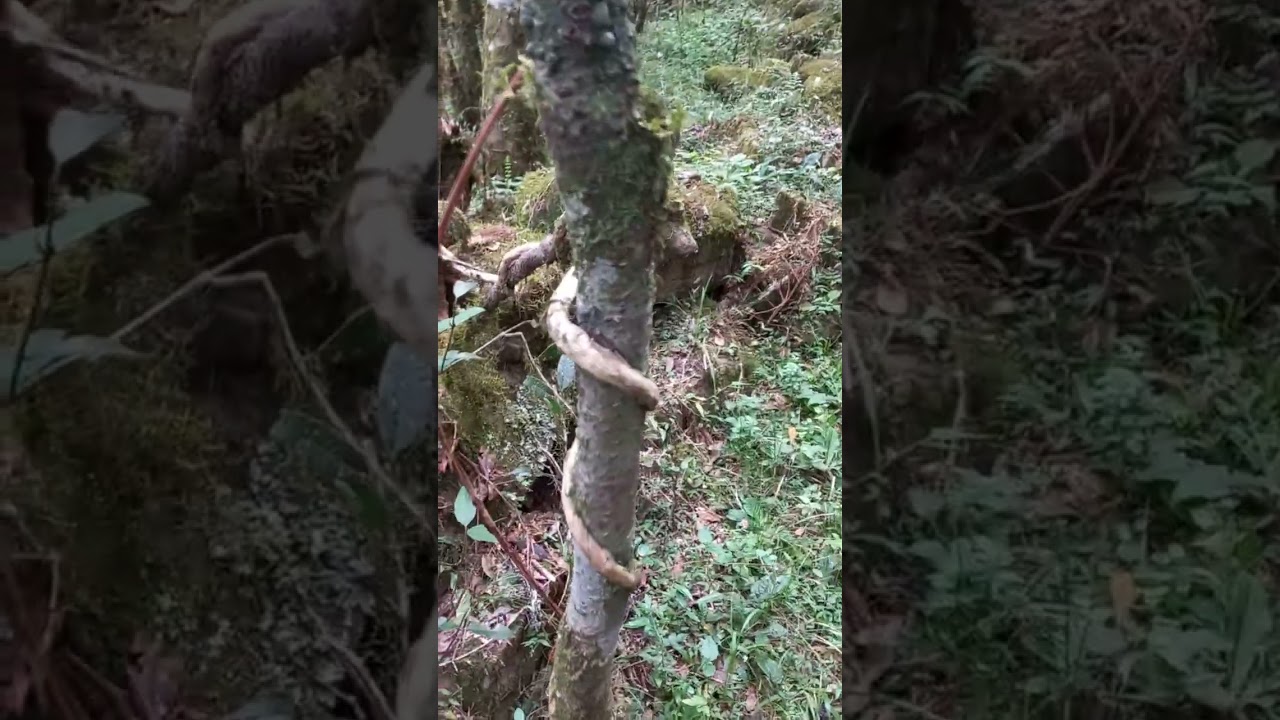 Um cemitério misterioso 