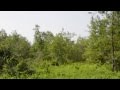 Land Site Preparation For Reforestation, Farming or Pasture Land