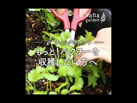 もっと パクチーを収穫したい Lovegreen動画 Youtube